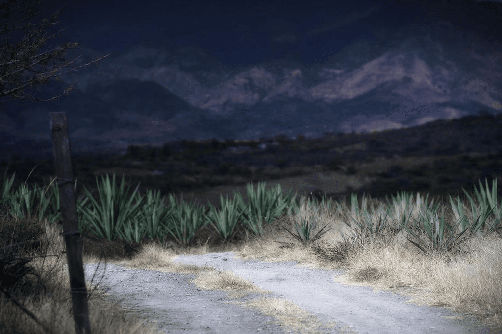 Agave field beside a dirt road, mountains behind